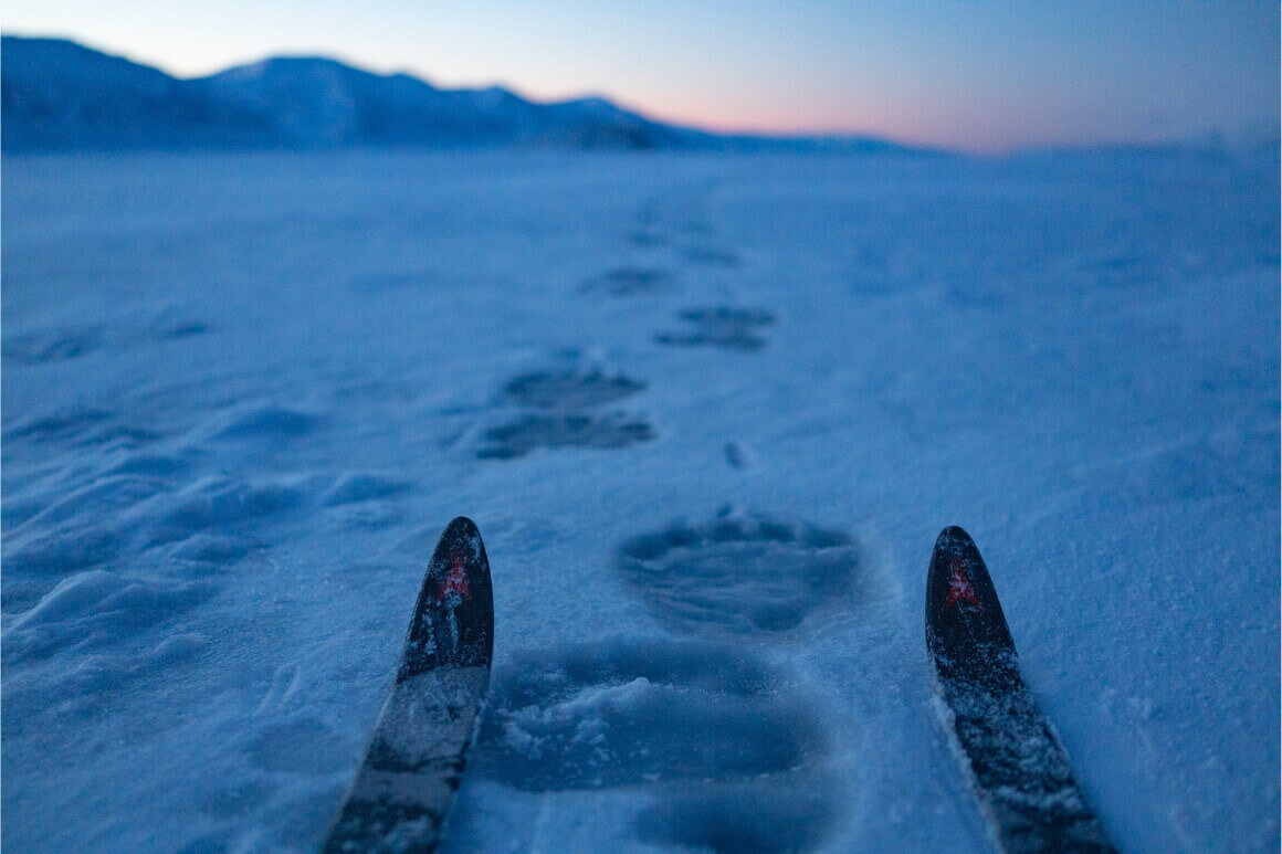 skiis and bear tracks in the snow