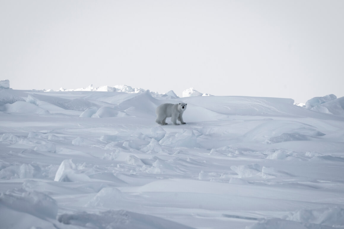 polar bear in the snow