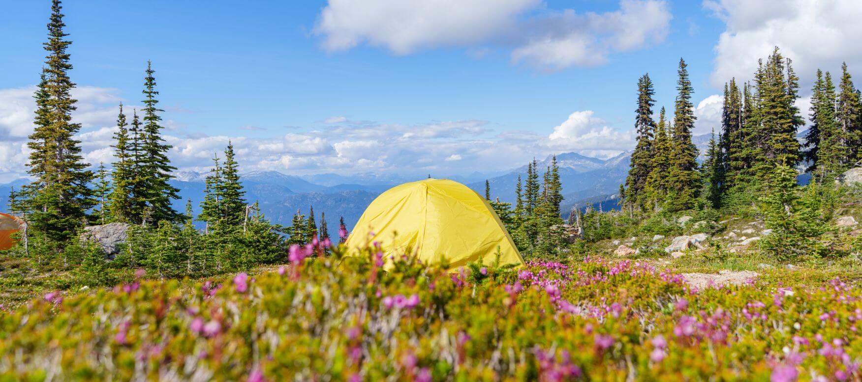 view of a tent set up in the mountains surrounded by wildflowers and trees