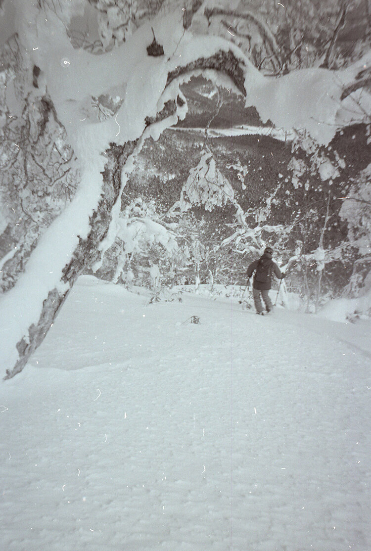 skier skiing between trees