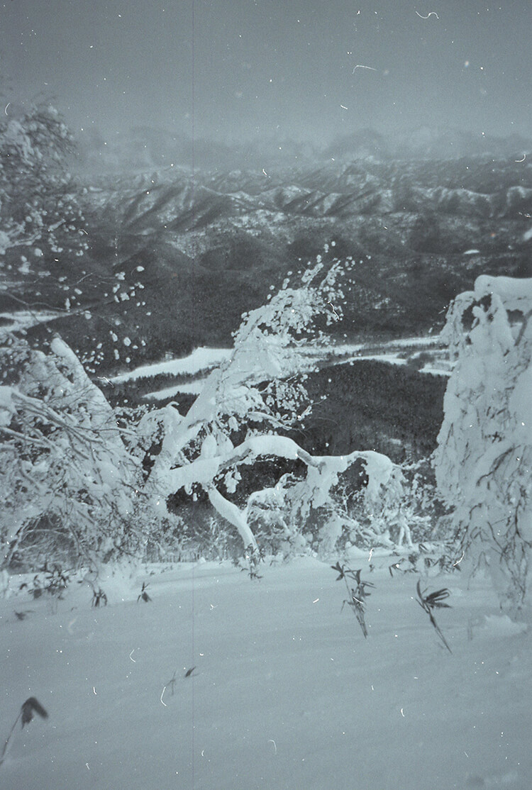 Backcountry tree skiing off the backside of Tomamu Yama trees in snow