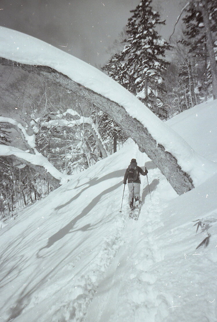 person ski touring among trees