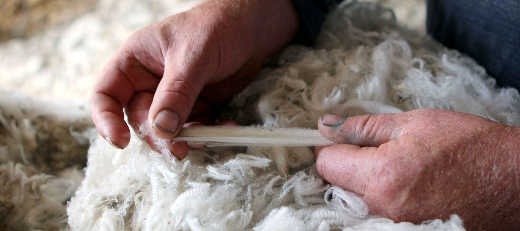 farmer hands working with virgin wool