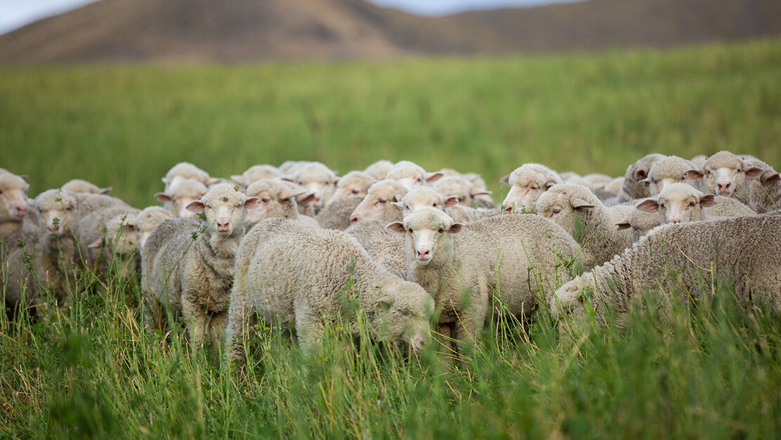 merino wool